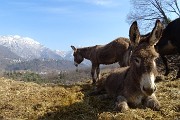 27 Asinelli in fattoria